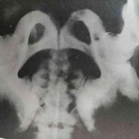 查看图片需登陆